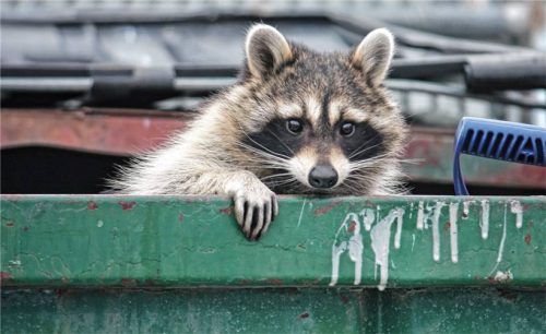 Der Waschbär sieht zwar putzig aus, gefährdet aber heimische Bestände.Foto Adobestock