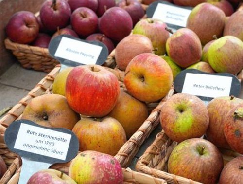 Die Apfelsorte „Rote Sternrenette“.Foto BotMuc/Diana Geier