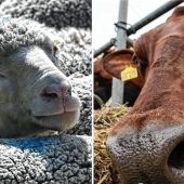 „Täglich erkranken neue Tiere“