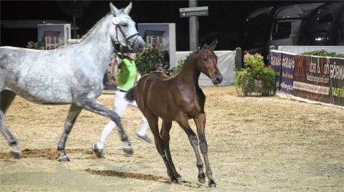 Die Fohlen-Stute Usha van Kattevennen aus dem Gestüt Sporthorses Wettlkam des Fußball-Profis Thomas Müller und dessen Frau und Dressurreiterin Lisa Müller wechselte für 35000 Euro den Besitzer. Vorgeführt wurde das braune, knapp vier Monate alte Fohlen mit seiner Schimmel-Mutter Cornet’s Carlina. Foto Arno Zandl