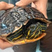 Exotische Schildkröten in der Mangfall