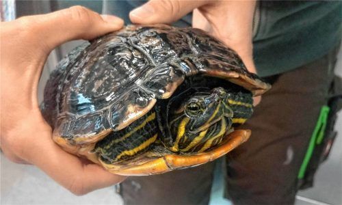 Die sogenannte Cumberland-Schmuckschildkröte ist gut im Tierheim angekommen. Foto Tierschutzverein Rosenheim