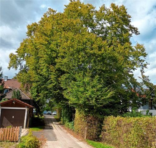 Diese Buche soll aus Sicherheitsgründen gefällt werden. Foto gemeinde eggstätt