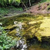 Weiher-Rettung in Hub gelungen