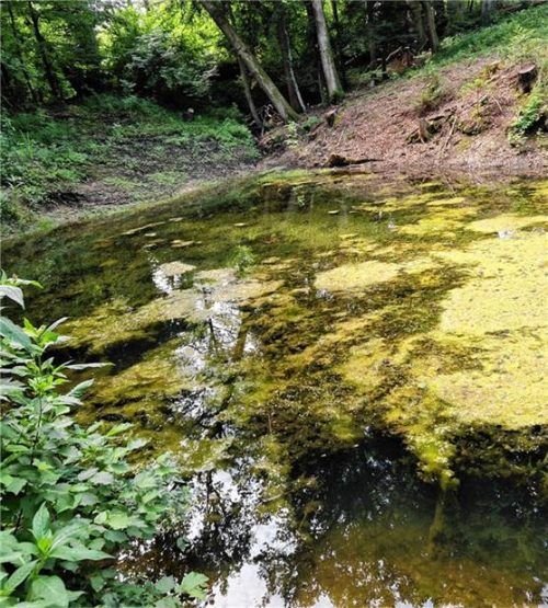 Dieser Löschweiher bei Prien wurde nach aufwendigen Arbeiten zum Lebensraum für seltene Arten. Foto re