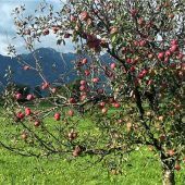 130 Apfelsorten locken nach Nußdorf