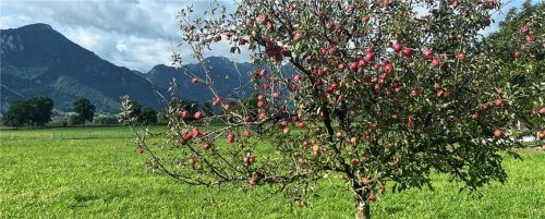 Ein Apfelbaum vor alpiner Kulisse kündigt das Nußdorfer Apfelkuchenfest an. Foto Steffenhagen