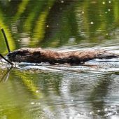 Täter hat noch Misthaken in der Hand