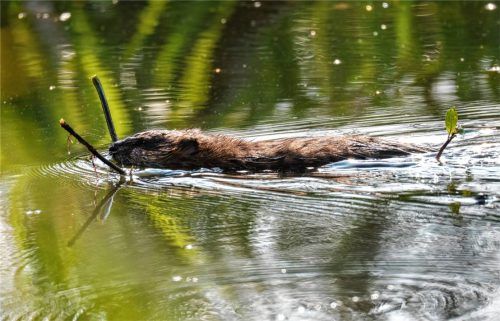 Ein Biber schwimmt mit einem Ast im Maul durch einen Fluss. In Bad Endorf wurde jetzt ein 76-jähriger Mann dabei ertappt, als er einen Biberdamm am Brandbach entfernte.Foto DPA
