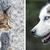 Konsequenzen nach Husky-Attacke gefordert