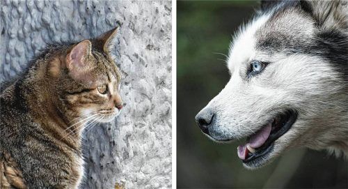 Ein Husky hat in Bernau eine Katze (Symbolbilder) angegriffen und getötet. Im Gespräch mit der Redaktion räumt die Halterin Unachtsamkeit ein. Fotos IMAGO