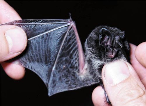 Eine Mopsfledermaus (Barbastella barbastellus) wird von einem Wissenschaftler gehalten. Foto dpa