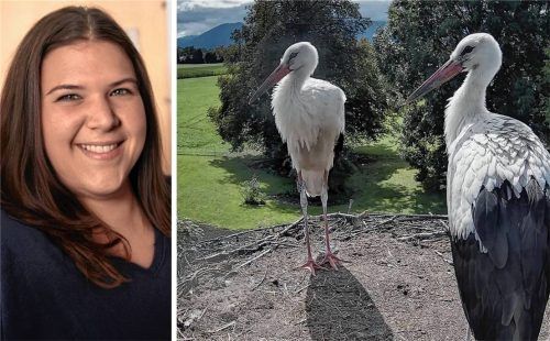 Es ist eine der letzten Aufnahmen des Kolbermoorer Storchen-Nachwuchses: Sie zeigt Pitti und Platsch am 29. August kurz vor 13 Uhr. Anschließend startete das Geschwister-Duo Richtung Süden. Foto www.storchennest-kolbermoor.de, re