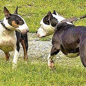 Ein Kampfhund kostet bald 1000 Euro