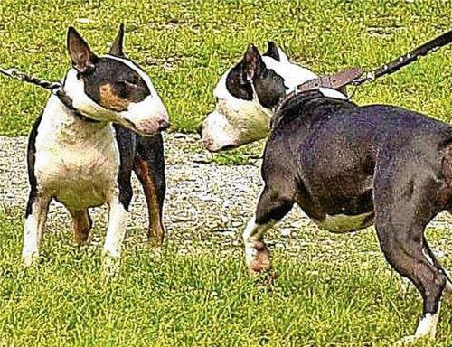 Für das Halten von Kampfhunden müssen die Insulaner künftig tiefer in die Tasche greifen. Foto dpa