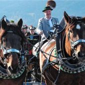 Schaulaufen der schönsten Kaltblut-Stuten
