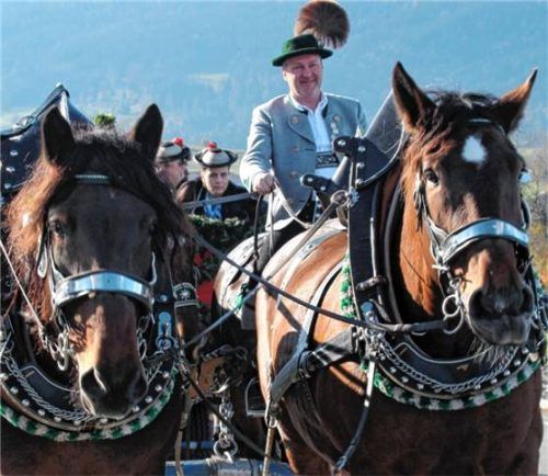 Graziöse Pferdedamen der Gattung „Kaltblut“ stellen sich am Freitag einer spannenden Stutenprämierung.Foto Strim