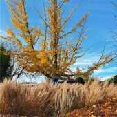 Gartenpflege im Herbst