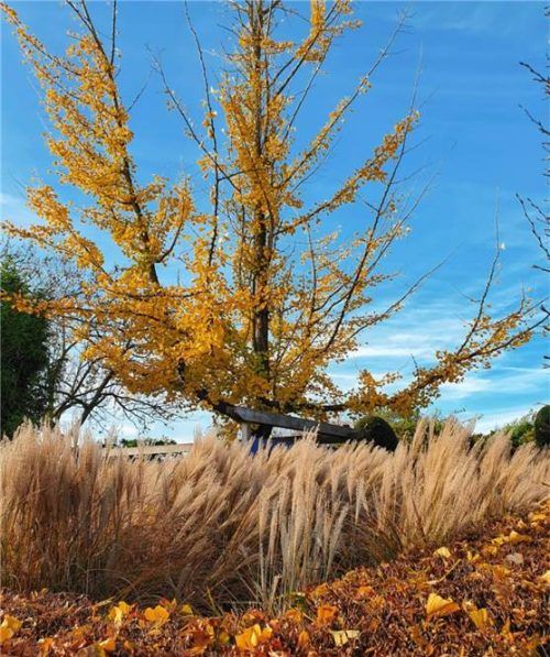Herrlich, wie sich das Licht in den goldenen Blättern und den herbstlichen Gräsern fängt! Zu schön, um sie zu entfernen. Foto bgl