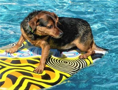 Hunde-Lady „Bounty“ wagte sich im Erlebnisbecken aufs Surfbrett. So ganz geheuer war ihr der wackelige Balanceakt allerdings anfangs nicht.