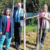 Dritte Baumpflanzung binnen kurzer Zeit