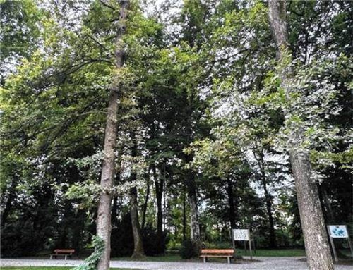 Im Kurpark steht eine Fülle von Bäumen. Dass von ihnen keine Gefahr ausgeht, auch darauf achten die Gärtner.