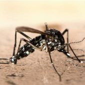 Tigermücke breitet sich im Inntal aus