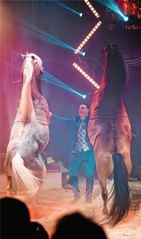 Beim Circus Louis Knie sind unter anderem Pferde in der Manege zu sehen. Fotos Einzelstück Agency/Hofmann