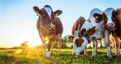 Tierwohl und Klimaschutz in der Landwirtschaft kostet Geld. Die bayerischen Bauern wünschen sich mehr Unterstützung durch die Politik.Foto Adobestock