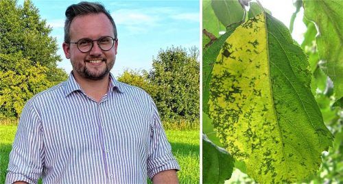 Viele Apfelbäume im Landkreis Traunstein leiden dieses Jahr unter starkem Blattfall durch den Pilz Marssonina. Kreisfachberater Markus Breier erläutert die Ursachen und gibt Tipps. Foto Breier
