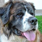 Hund mit rauer Schale und weichem Kern