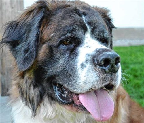 Wer hat ein Herz für Spike? Foto re