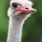 Feuerwehr rettet exotische Vögel