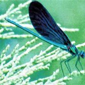 Erinnerungen an den Sommer