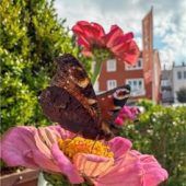 Ein letzterSommergruß