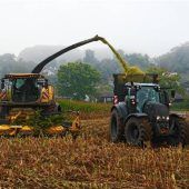 Maisernte im trüben Herbst