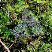 Schönheit offenbart sich dem Erkennenden