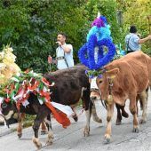 Almabtrieb von der Dalsenalm – Wertvolle Kulturlandschaft erhalten