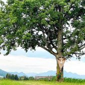 Fernblick ins weite Voralpenland