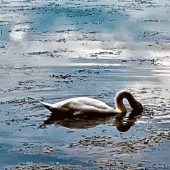 Einfach mal abtauchen