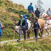 Viehscheid von der Rossalm: Mit Theo, Kaspar und Afra ins Tal