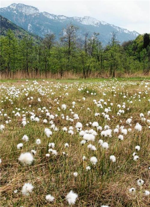 Am Bärnsee gibt es eine einzigartige Artenvielfalt.Foto LPV