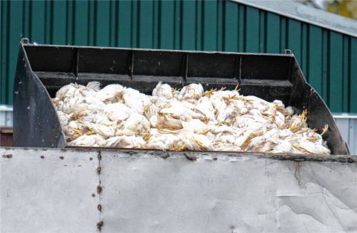 Bald ein ganz normales Bild? Die Vogelgrippe ist derzeit in aller Munde und versetzt Landwirte in Angst und Schrecken. Foto Dpa