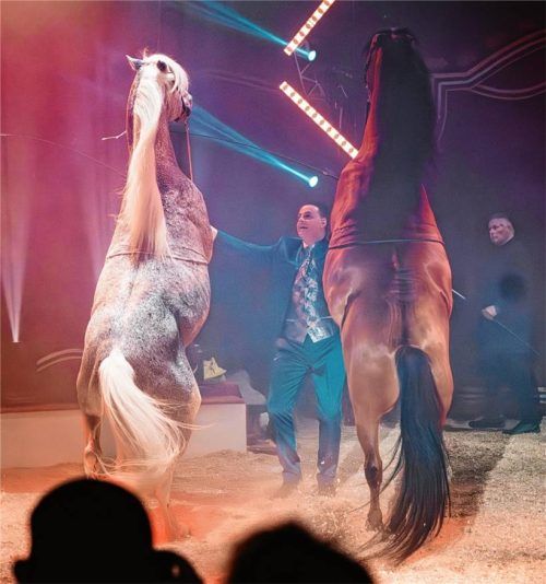 Darf in Kolbermoor nicht gezeigt werden: die Pferdedressur-Nummer mit Zirkus-Direktor Louis Knie. Foto Einzelstück Agency/Jolanda Hofmann