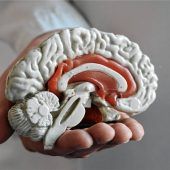 Neurofaktor Alltag