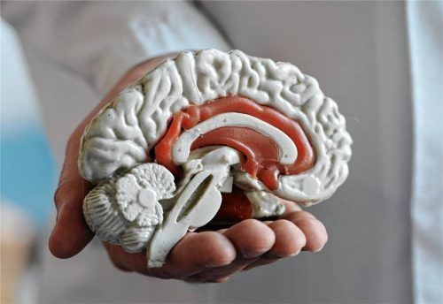 Das Gehirn ist komplex: Aber es wird immer besser erforscht. Tagesstruktur und sinnvolle Beschäftigung wirken sich positiv auf die Gehirntätigkeit aus. Besonders interessant ist dies bei Menschen, die an einer psychischen beziehungsweise seelischen Erkrankung leiden. Foto Armin Weigel