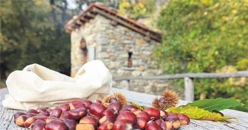 Das Tessin im Herbst: Fuochista Roger Welt (l.) bei der Arbeit. Ein typischer Grà im Alto Malcantone (gr. F.).