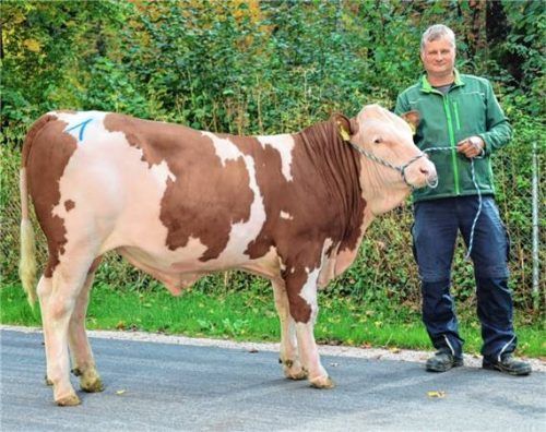 Der fehlerlose und reinerbig hornlose Sumatra-Sohn von Stefan Thomas aus Rimsting verbleibt als qualitativ hochwertiger Natursprungbulle im Traunsteiner Zuchtgebiet. Foto RE