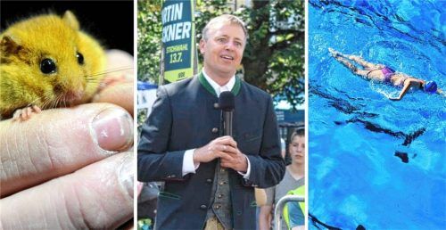 Die Traunsteiner Stadträte und Oberbürgermeister Christian Hümmer befassten sich in jüngster Sitzung mit flexiblen Öffnungszeiten für das Schwimmbad und Haselmäusen, die ein Waldstück bevölkern. Foto dpa/Hobmaier/dpa