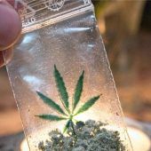 Bekifft im Unterricht